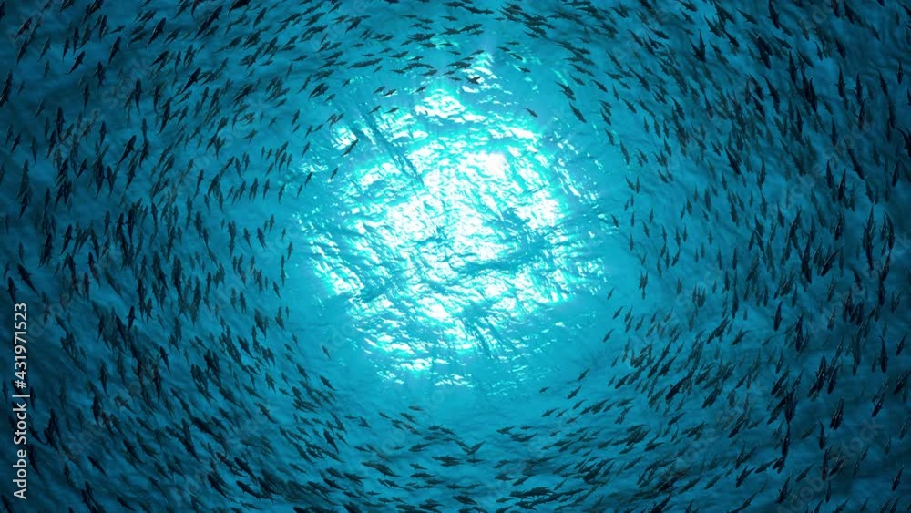 School of fish sharks swim in a circle