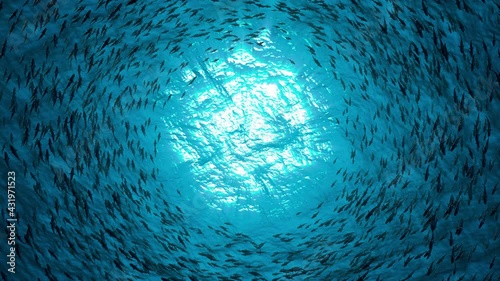 School of fish sharks swim in a circle