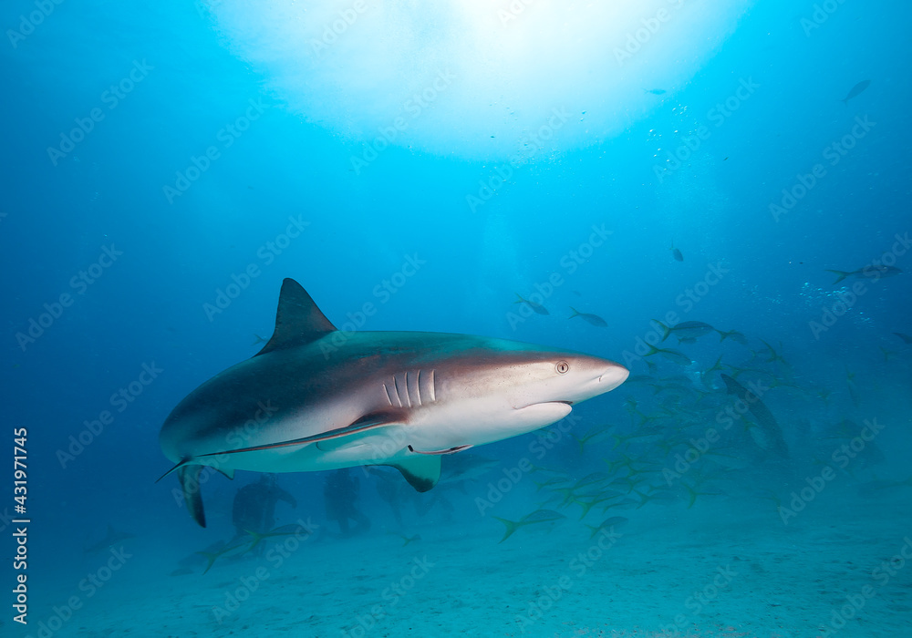 Group of divers observe sharks. Group of divers observe sharks.