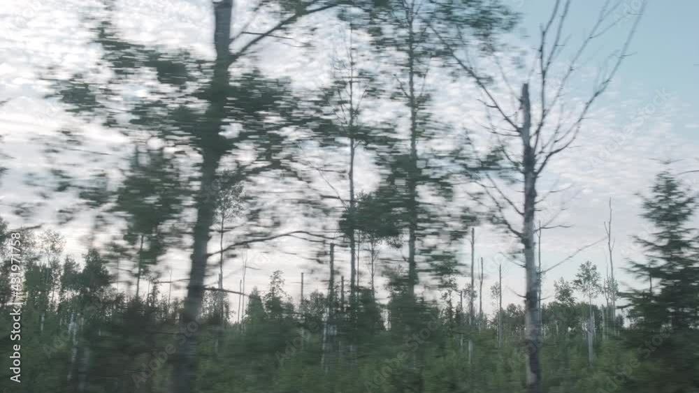 Moving scenery of trees against beautiful sky. Train view of forest at sunset. Moving scenery of trees against beautiful sky. Train view of forest at sunset.