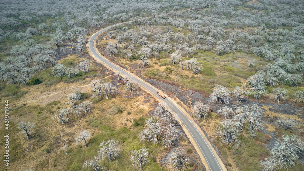 Aerial view of a truck driving on a road surrounded by massive Baobab trees, Cabo Ledo area, Angola