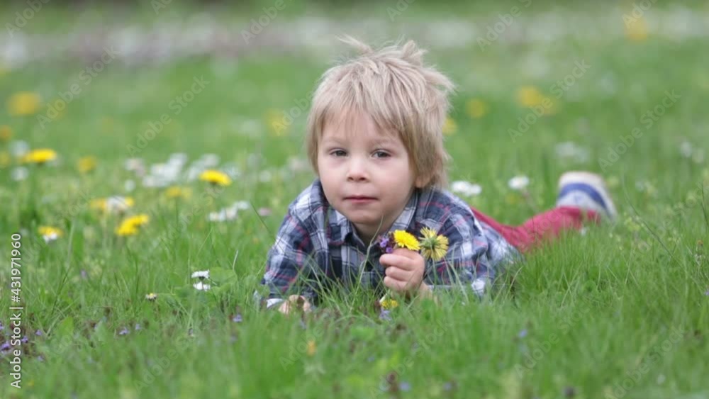 Beatiful toddler blond child, cute boy, lying in the grass in daisy and dandelions flower filed Beatiful toddler blond child, cute boy, lying in the grass in daisy and dandelions flower filed