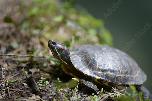 Green red-eared turtle basking on the low bank of the pond