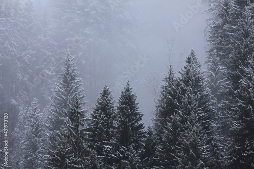 Detail of a pine forest in the Swiss Alps.