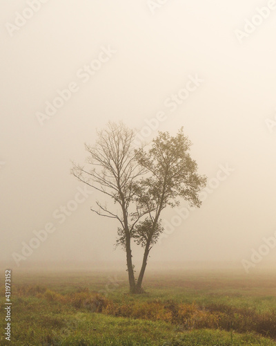 Wallpaper Mural tree in fog Torontodigital.ca