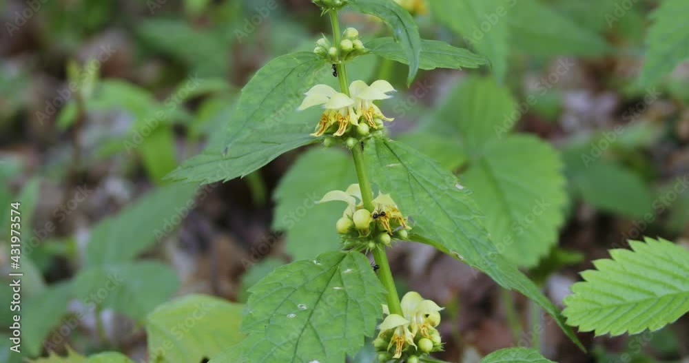 Lamium galeobdolon, commonly known as yellow archangel, blooming on the forest floor Lamium galeobdolon, commonly known as yellow archangel, blooming on the forest floor