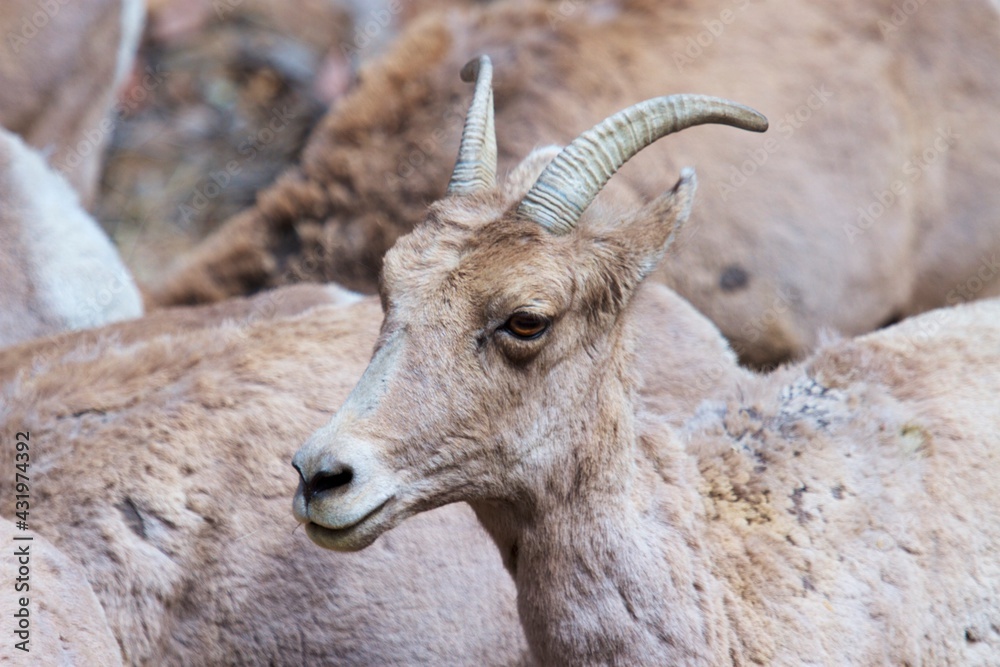 portrait of bighorn ewe with bighorn herd in the background. portrait of bighorn ewe with bighorn herd in the background.