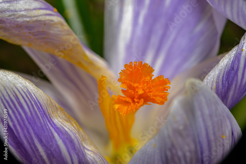 A macro photo of a purple flower with orange pistil and stamen. Purple blurry background. Picture from Eslov, Sweden