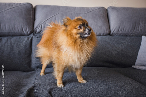 little fluffy dog on the couch