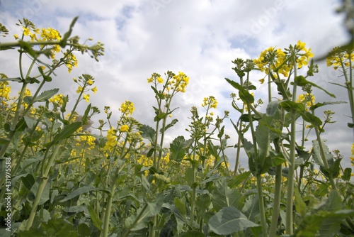 low angle view to yellow rapeseed field with cloudy sky