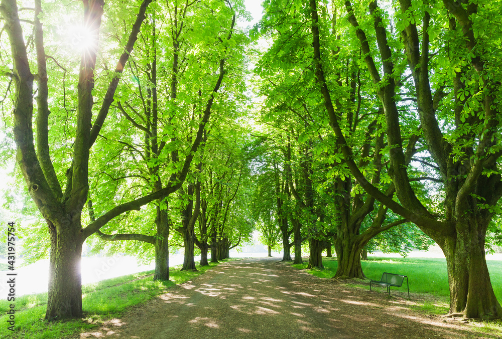 Germany, North Rhine-Westphalia, Cologne, Sun shining overÔøΩtreelinedÔøΩfootpath in springtime park Germany, North Rhine-Westphalia, Cologne, Sun shining overÔøΩtreelinedÔøΩfootpath in springtime park