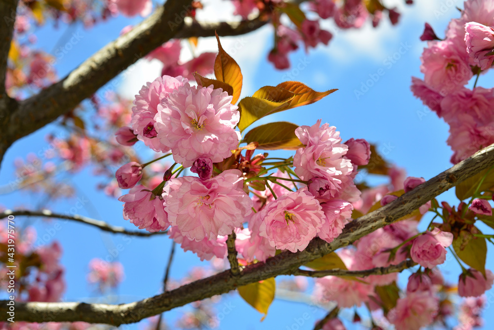 Beautiful cherry blossom sakura in spring time over blue sky Beautiful cherry blossom sakura in spring time over blue sky