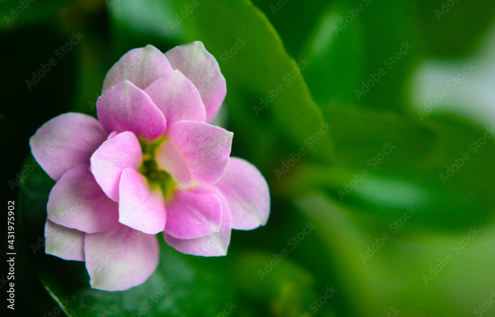 Pink Flower isolated over green background Pink Flower isolated over green background