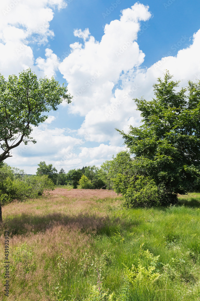 High Fens Nature Park against cloudy sky High Fens Nature Park against cloudy sky