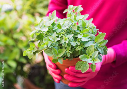 Hands of woman wearing gardening gloves holding potted oregano (Origanum vulgare) photo