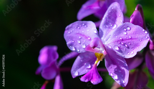 Wild Orchid purple with morning dew