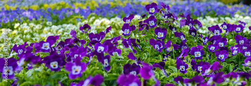 Purple Flowers decoration in Spring