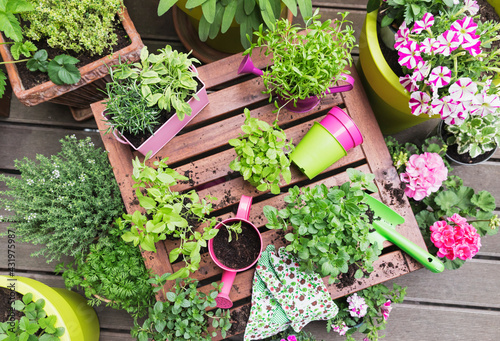 Herb and vegetable garden on balcony photo