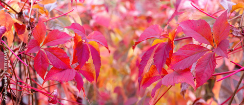 Banner. Red autumn leaves in the autumn garden, panorama