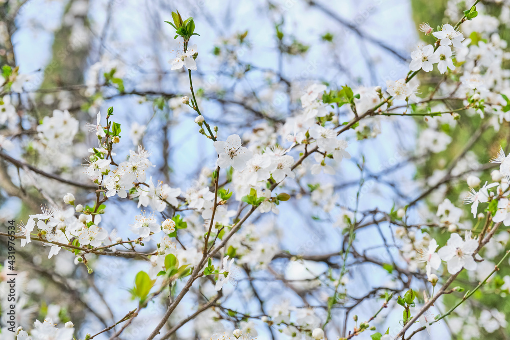 Branches with white flowers of a cherry tree