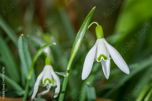 Snowdrops, close up in the garden