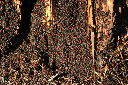 Black and red ants crawling in anthill photo
