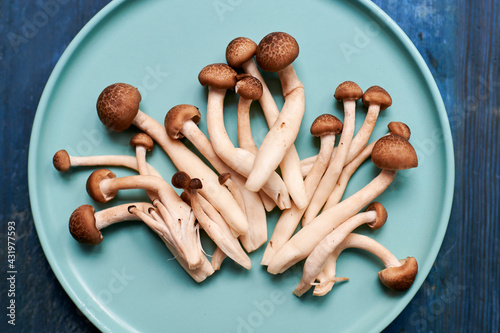 Plate with brown Cyclocybe aegerita mushrooms photo