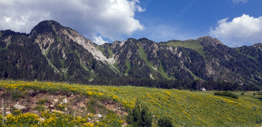 Precioso valle repleto de flores a la falda de altas montañas en el Valle de Arán.