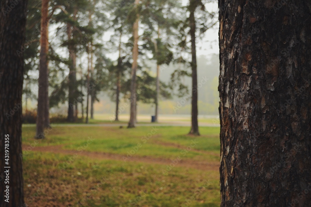 Fototapeta premium Morning nature in cloudy weather