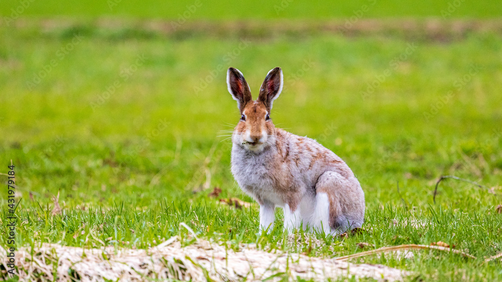 Fototapeta premium 野生のウサギ