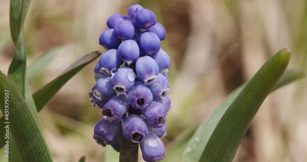 Muscari, grape hyacinth from the Velebit mountain Muscari, grape hyacinth from the Velebit mountain