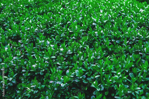 Close up of bush leaves with dew drops. Green background from wet leaves. Background for a poster about ecology.