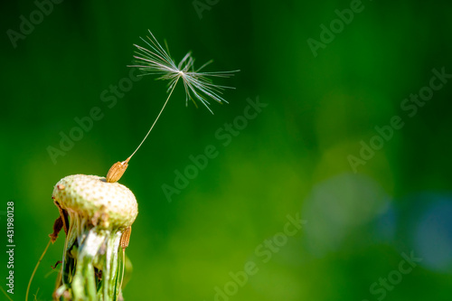 Close up of dandelion seed