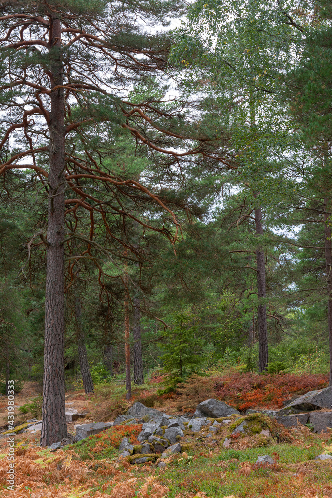 Ancient Stone Tombs Swedish Pine Forrest. Ancient Stone Tombs Swedish Pine Forrest.
