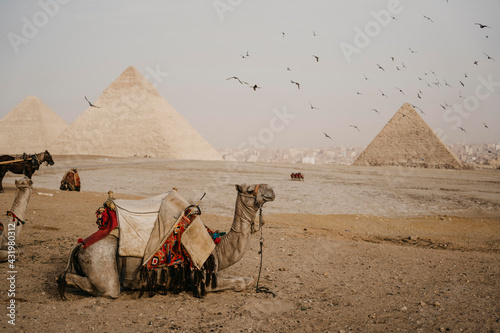 Egypt, Cairo, Flock of birds flying over camels resting near Giza Pyramids