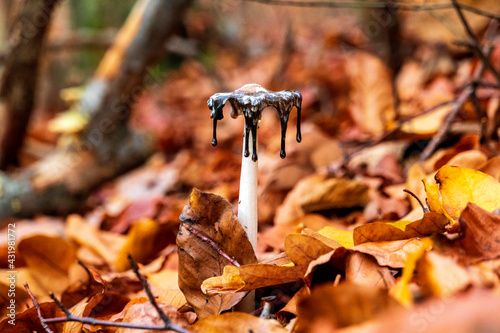 Germany, Bavaria, Wurzburg, Magpie fungus (Coprinopsis picacea) growing amid fallen autumn leaves photo