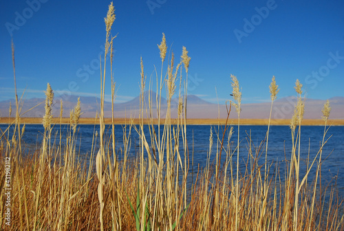 atacama lake Nature Summer photography 