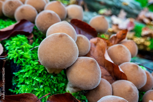 Germany, Bavaria, Wurzburg, Umber-brown puffball (Lycoperdon umbrinum) photo
