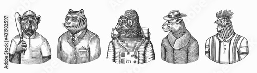  Rooster tennis player. Dog bulldog baseball player. Gorilla monkey astronaut. Tiger doctor in a suit. Cheetah in coat. Fashion animal character. Engraved monochrome old sketch. Hand drawn sketch.