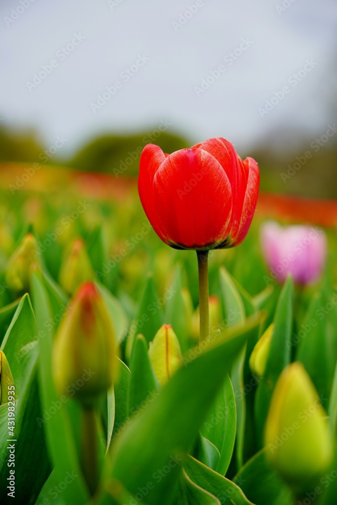 Fototapeta premium Beautiful, colorful and fragrant tulips - soft focus