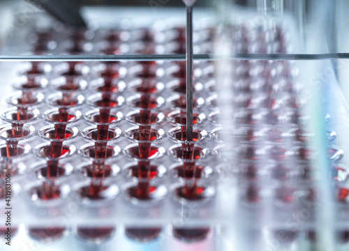 Red blood samples held in multi well plate ready for testing in lab
