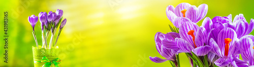 Fresh spring flowers crocuses in flowerpot  banner with space for text. Still life photo. Selective focus