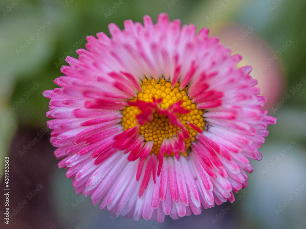 Obraz premium Celle, 13.05.2021