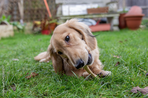 Long haired dachshund dog chewing hard on a bone on the grass