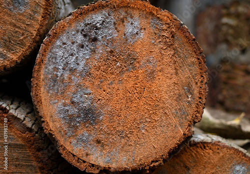 single coconut tree log pattern close up