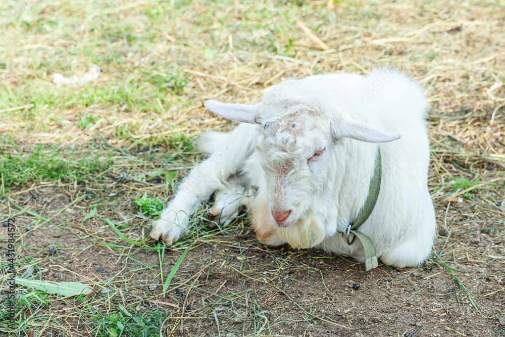 Fototapeta premium Cute goat relaxing in ranch farm in summer day. Domestic goats grazing in pasture and chewing, countryside background. Goat in natural eco farm growing to give milk and cheese.