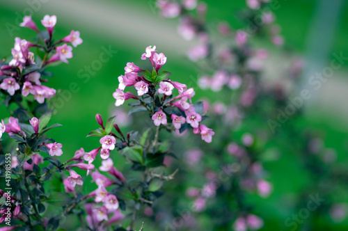 Weigela florida tango cultivated small flowering shrub, purple pink small flowers in bloom on branches