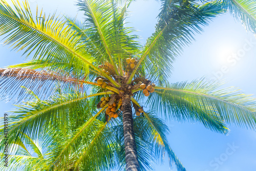 Bottom view of a sunlit palm tree against blue sky at noon