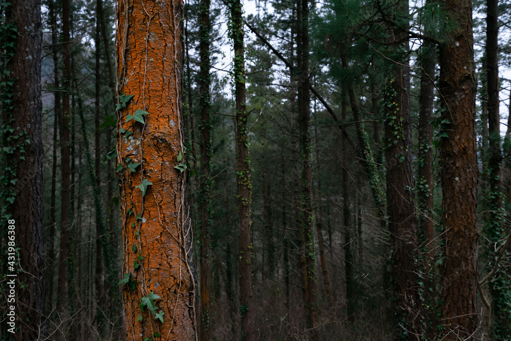 Pine trunk affected by red stain