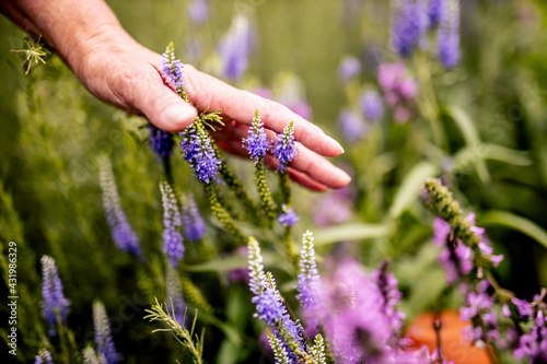 Woman's hand touching through lavender at herb garden